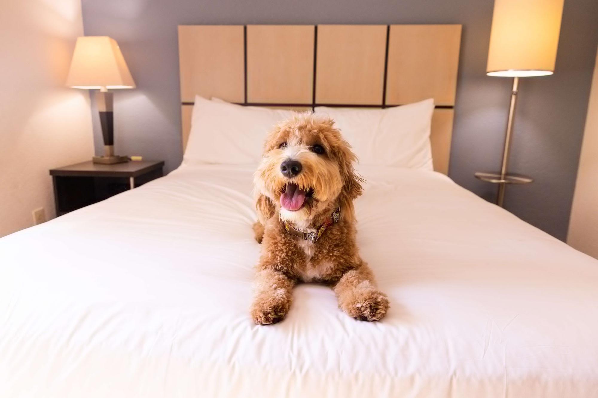 Sonesta Simply Suites Chicago Naperville Warrenville Buitenkant foto